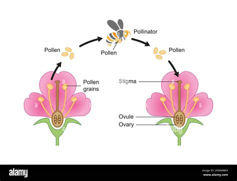 Ape Che Impollina Immagini Senza Sfondo E Foto Stock Ritagliate Alamy