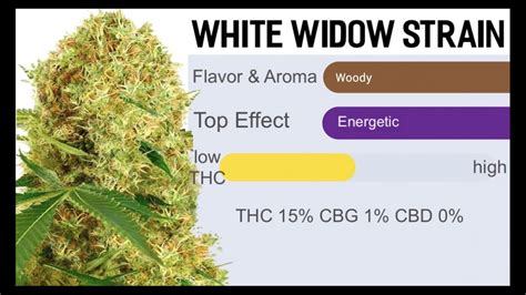 The White Widows Strain Unveiling The Potent Mystery