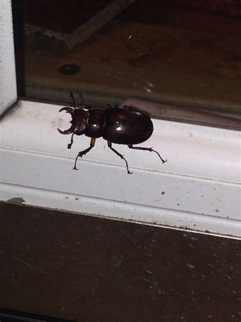 [Coastal NH] - black beetle about an 1.5 inches long, skinny antennae ...