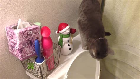 Kitten Yelling At Snow Man Funny Youtube