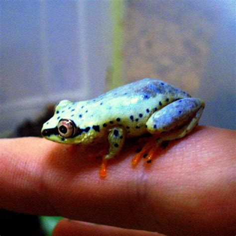 Blue Back Reed Frog Heterixalus Madagascariensis Captive Bred