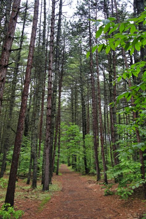 Tall Pine Trees (North Conway, New Hampshire, 2012) - Thomas W. P. Slatin