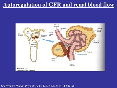 Ppt Control And Regulation Of Gfr And Renal Blood Flow Powerpoint