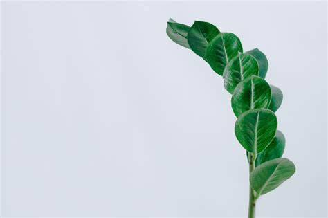 Minimalist Plant Desktop Wallpapers Top Free Minimalist Plant Desktop