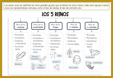 REFERENTES DIDÁCTICOS SERES VIVOS LOS 5 REINOS en 2024 Seres vivos