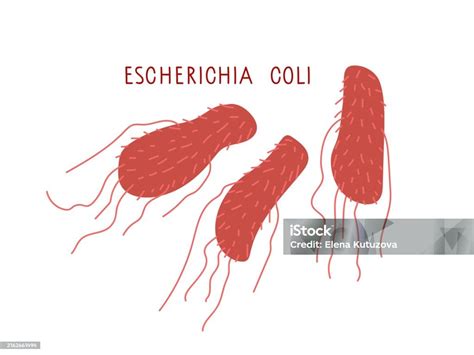 Escherichia Coli Bacteria Scientific Vector Illustration Isolated On White Background E Coli