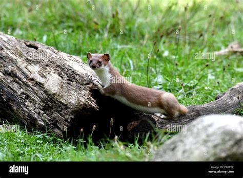 Weasel and stoat hi-res stock photography and images - Alamy