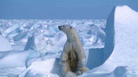 Environnement lours polaire menacé par la fonte de la banquise