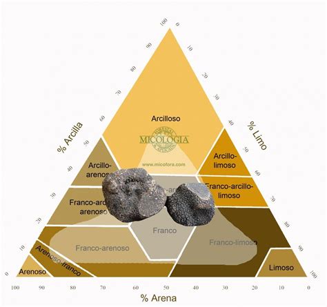 Como Cultivar Trufa Negra Tuber Melanosporum Micofora