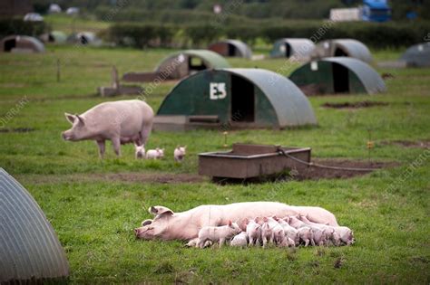 Pig farming - Stock Image - C012/5484 - Science Photo Library