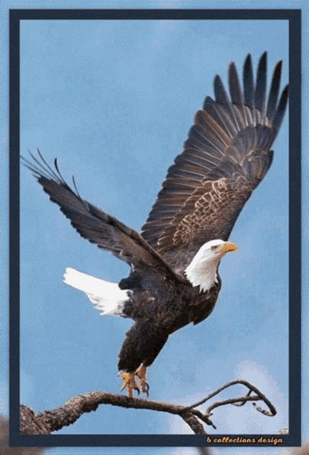 Eagle Eagles  Eagle Eagles Birds Discover And Share S