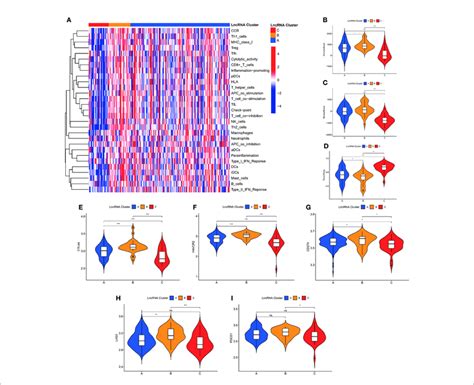 Immunological Characterization Of M7g Associated Lncrna Molecular