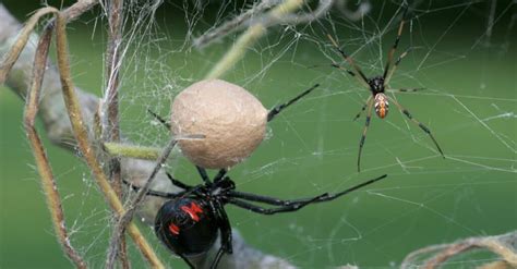 10 Spiders In Wyoming Wikipoint Wiki Point