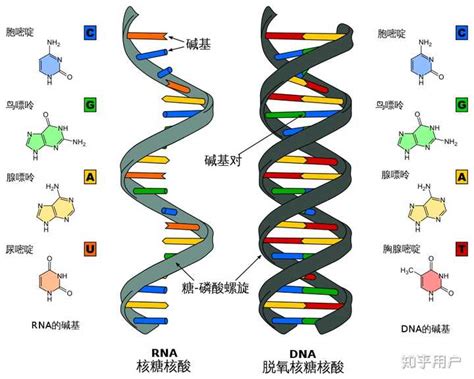 基因、染色体、位点、snp 位点，都是什么，它们之间有什么关系？ 知乎