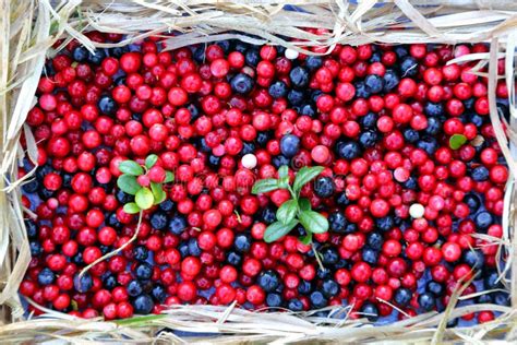 Berries Cranberries And Blueberries Stock Photo Image Of Health