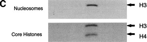 The Something About Silencing Protein Sas3 Is The Catalytic Subunit