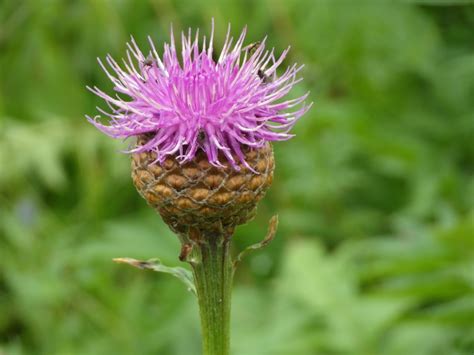 Rhaponticum Carthamoides Beheer Kruidentuin Abdij Postel INaturalist