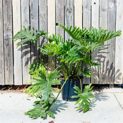 Philodendron Selloum Campbells Nursery