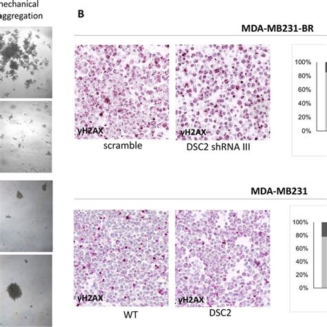 Desmocollin Knock Down And Overexpression In Tnbc Cell Lines Dsc