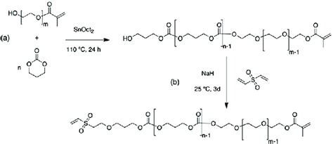 Synthesis Route For The Preparation Of Vs Ptmc Peg Ma A Ringopening