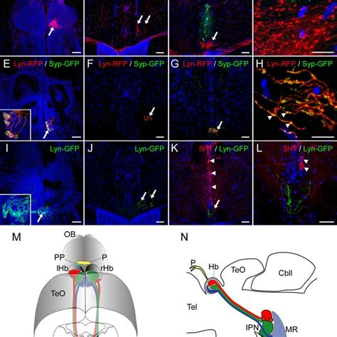 Medial And Lateral Habenula Homologs In Vertebrates Schematic Drawings Download Scientific