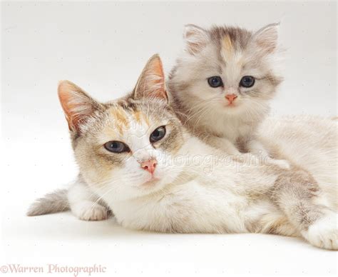 Cute Cat And Kitten Photo Wp33000