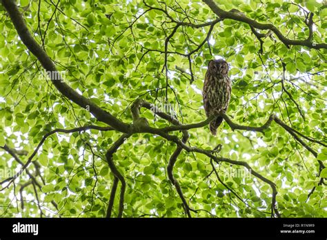 Roosting Tawny Owl Strix Aluco In A Beech Wood In The Peak District