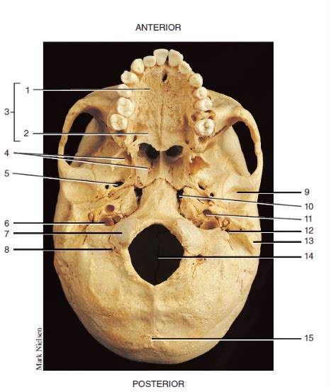 Figure Inferior View Of Skull Diagram Quizlet