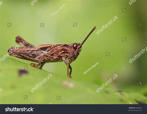 Brown Locust Stock Photo 4456867 Shutterstock
