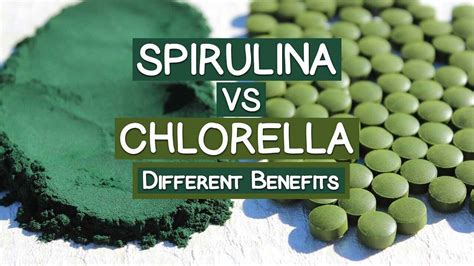 The Green Algae Powerhouse An Extensive Guide To Chlorella S Benefits