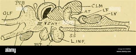 Cerveau et corps de poisson une étude de modèle du cerveau par