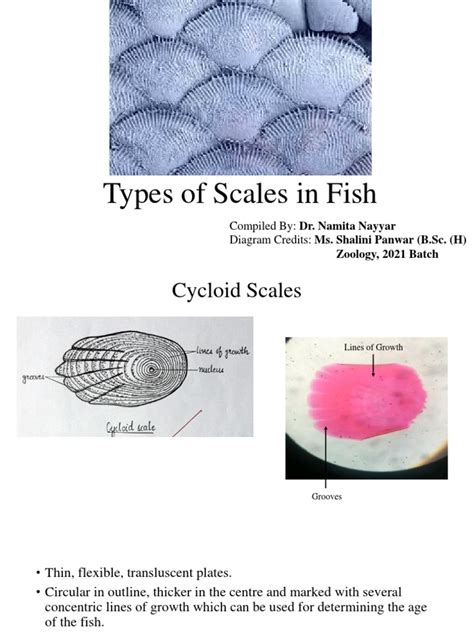 types  scales  fish
