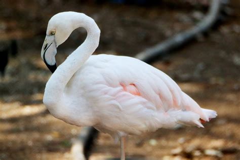 A Flamingo in Close-up Photography · Free Stock Photo