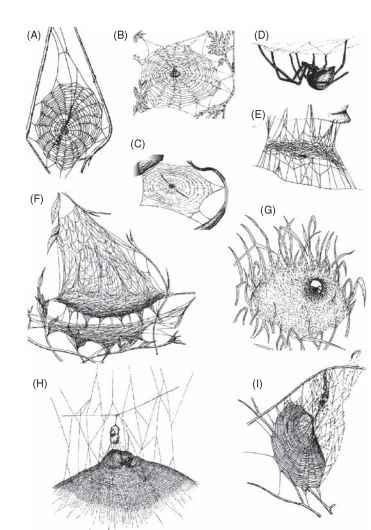 Web Structures A Typical Orb Web Araneidae B Orb Web Of Species