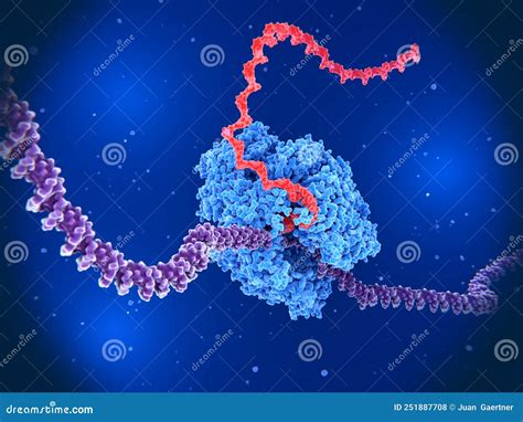 Rna Polymerase Ii Transcribing Dna Into Rna Stock Illustration