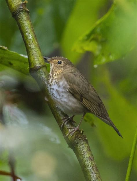 Bird migration is one of nature’s great mysteries