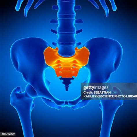 302 Sacrum Anterior View Stock Photos High Res Pictures And Images