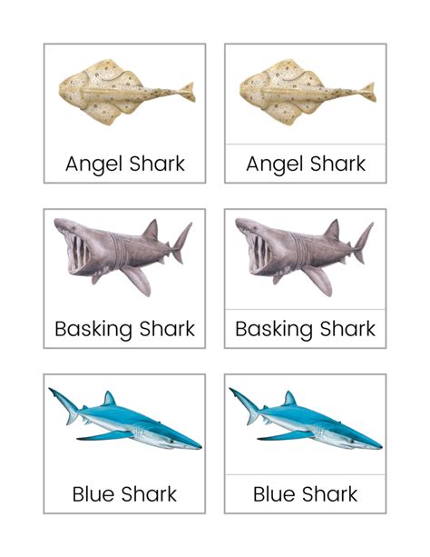 Sharks Flashcards Information Pages With The Huddlestons