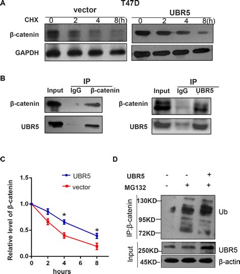 Ubiquitination Assay To Examined Ubr5 Effect On β Catenin Level A Download Scientific Diagram