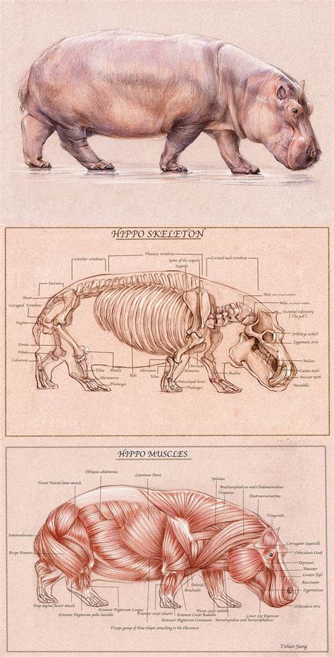 Hippo Muscle Diagram Hippo Lucia Tours Hippos