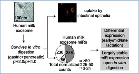 Human Milk Exosomes And Their Micrornas Survive Digestion Exosome Rna