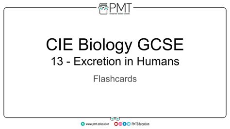 SOLUTION Flashcards Topic 13 Excretion In Humans Cie Biology Igcse