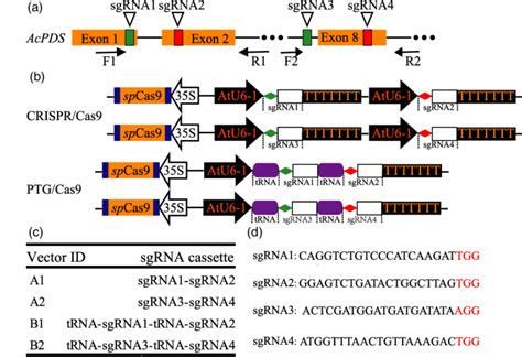 Schematic Diagram Of The Cas9 SgRNA Binary Vector And Target Site