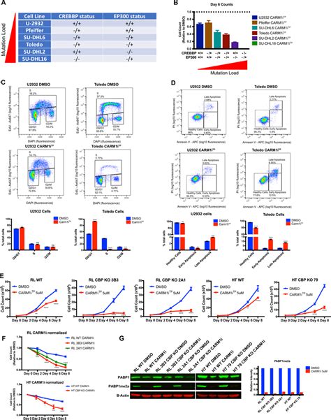 Crebbp Ep300 Mutation Load Correlates With Sensitivity To Carm1