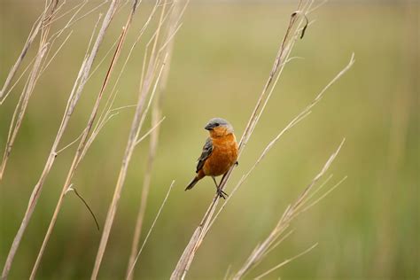 Por Qué Un Pájaro De Los Esteros Del Iberá Despertó La Atención De La