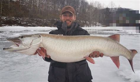 International Fishing News Us Monster Size Muskie Caught While Ice