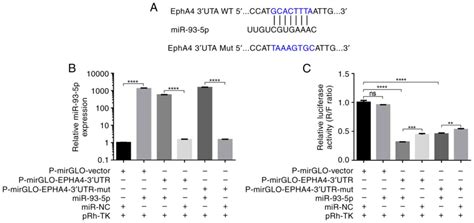 Radiation Prevents Tumor Progression By Inhibiting The Mir P Epha