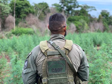 Primeiro Dia Da Opera O Nova Alian A Destr I Toneladas De Maconha