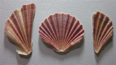 Scallop Shell Painting At Paintingvalley Explore Collection Of