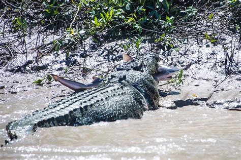 Saltwater Crocodile (Brutus) hunting down a Bullshark : r/natureismetal